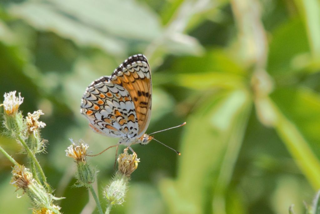 Melitaea phoebe???  S  !